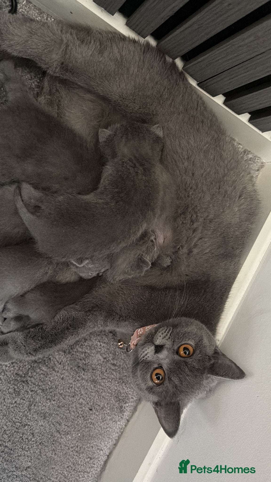 British Shorthair cats for sale: pedigree kittens  in London - Advert 7