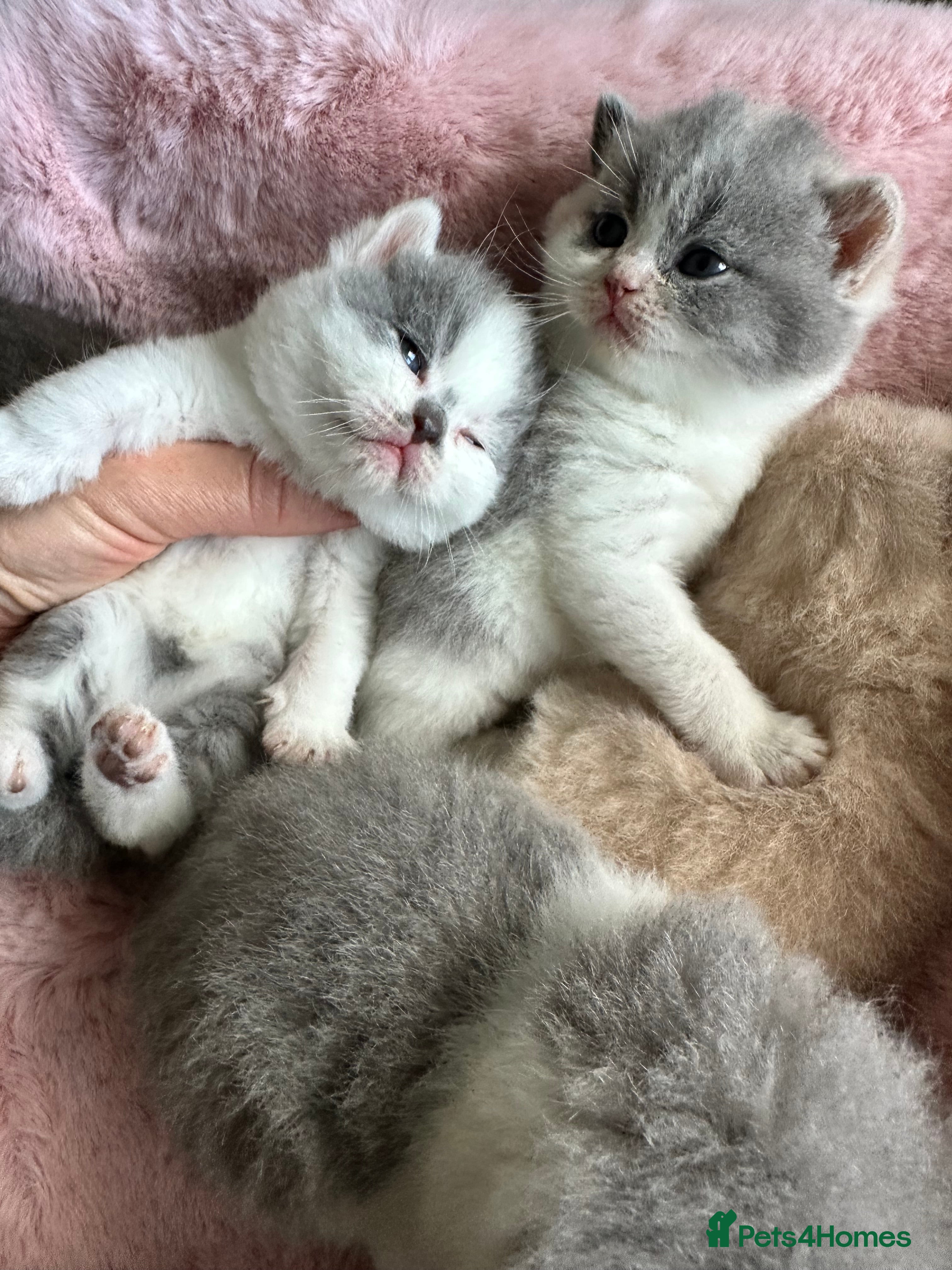 British Shorthair cats British Shorthair Chunky Kittens - Advert 1