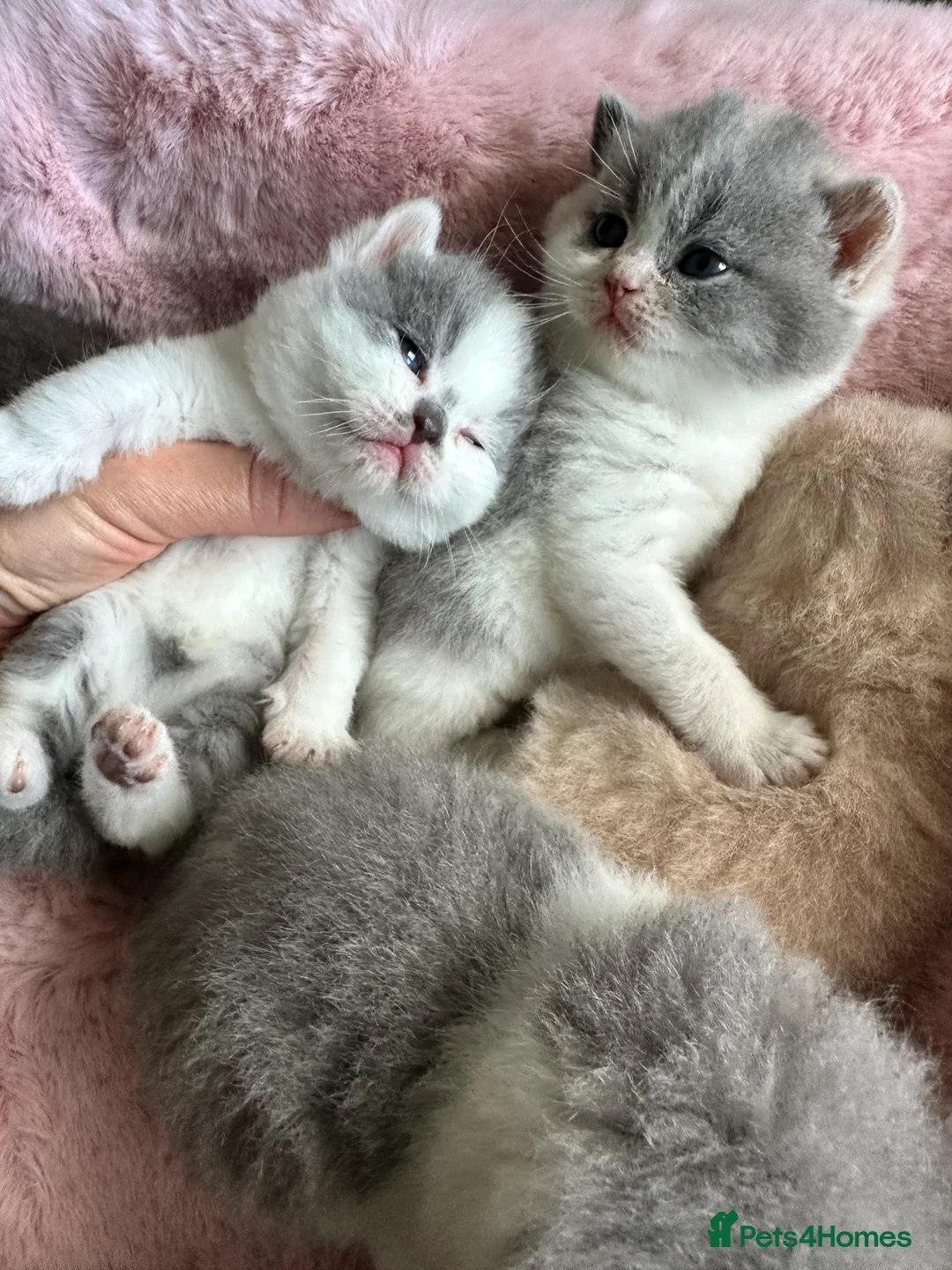 British Shorthair cats for sale: British Shorthair Chunky Kittens - Advert 1