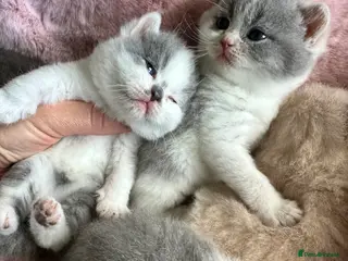 British Shorthair cats British Shorthair Chunky Kittens - Advert 1