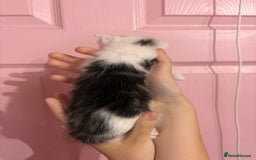 Bengal cats for sale: Bengal mix   in Manchester - Image 16