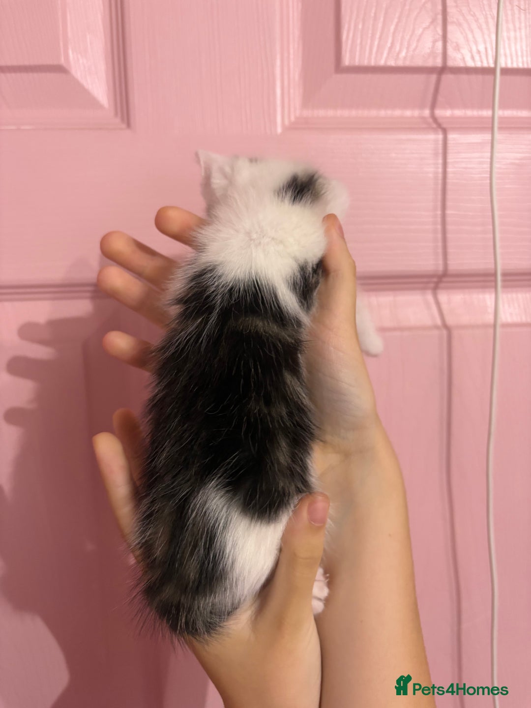 Bengal cats for sale: Bengal mix   in Manchester - Image 16
