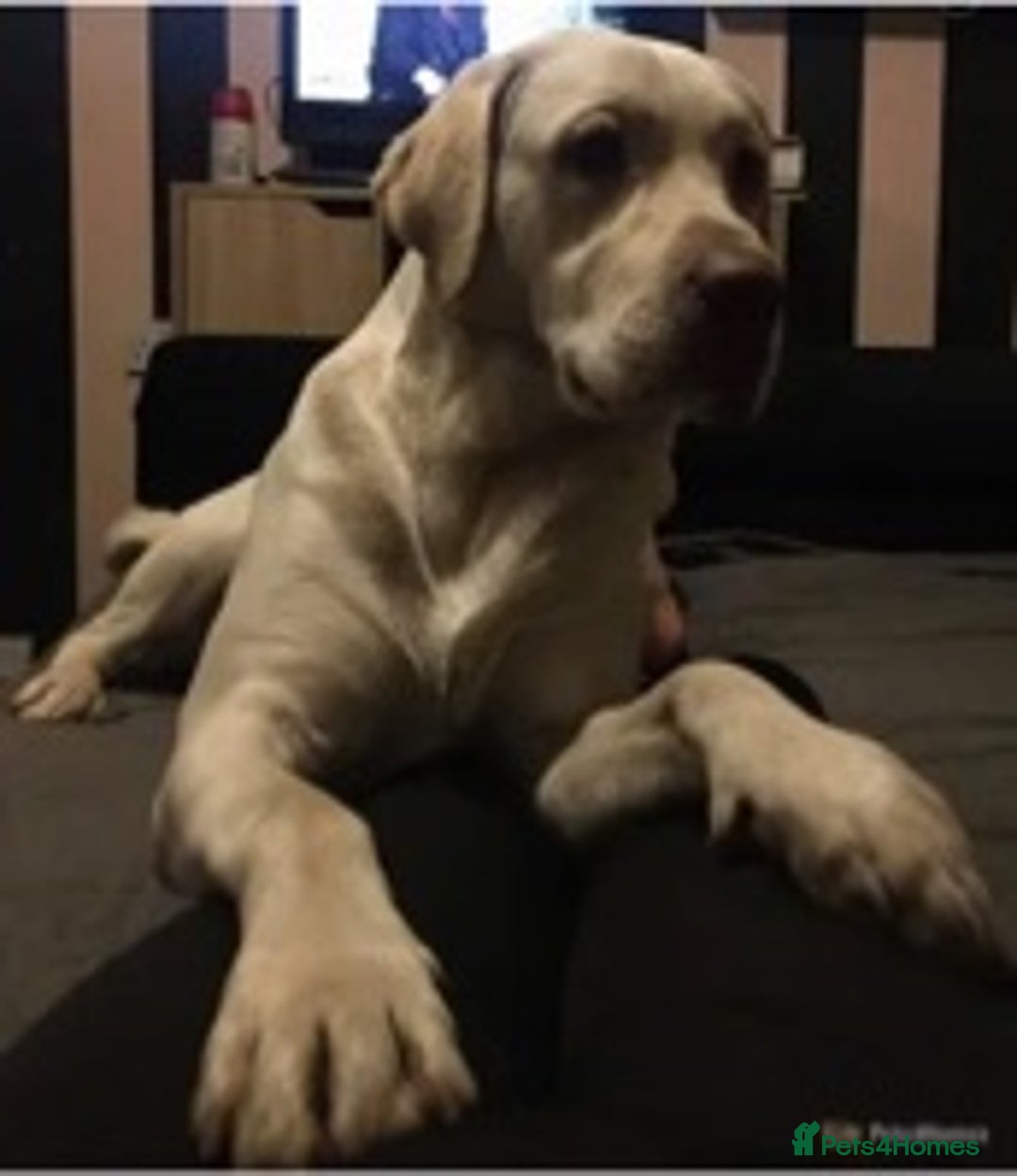 Labrador Retriever dogs for stud: KC REGISTERED 5 GENERATIONS LABRADOR  ❤️❤️❤️ in Wakefield - Advert 4