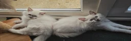 Ragdoll cats for sale: Beautiful Ragdoll Kittens available now - Advert 23