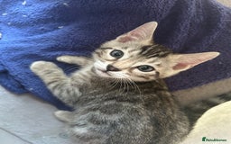 Bengal cats for sale: Bengal Kittens for Sale – Girl & Boy 🐆💛 - Image 13
