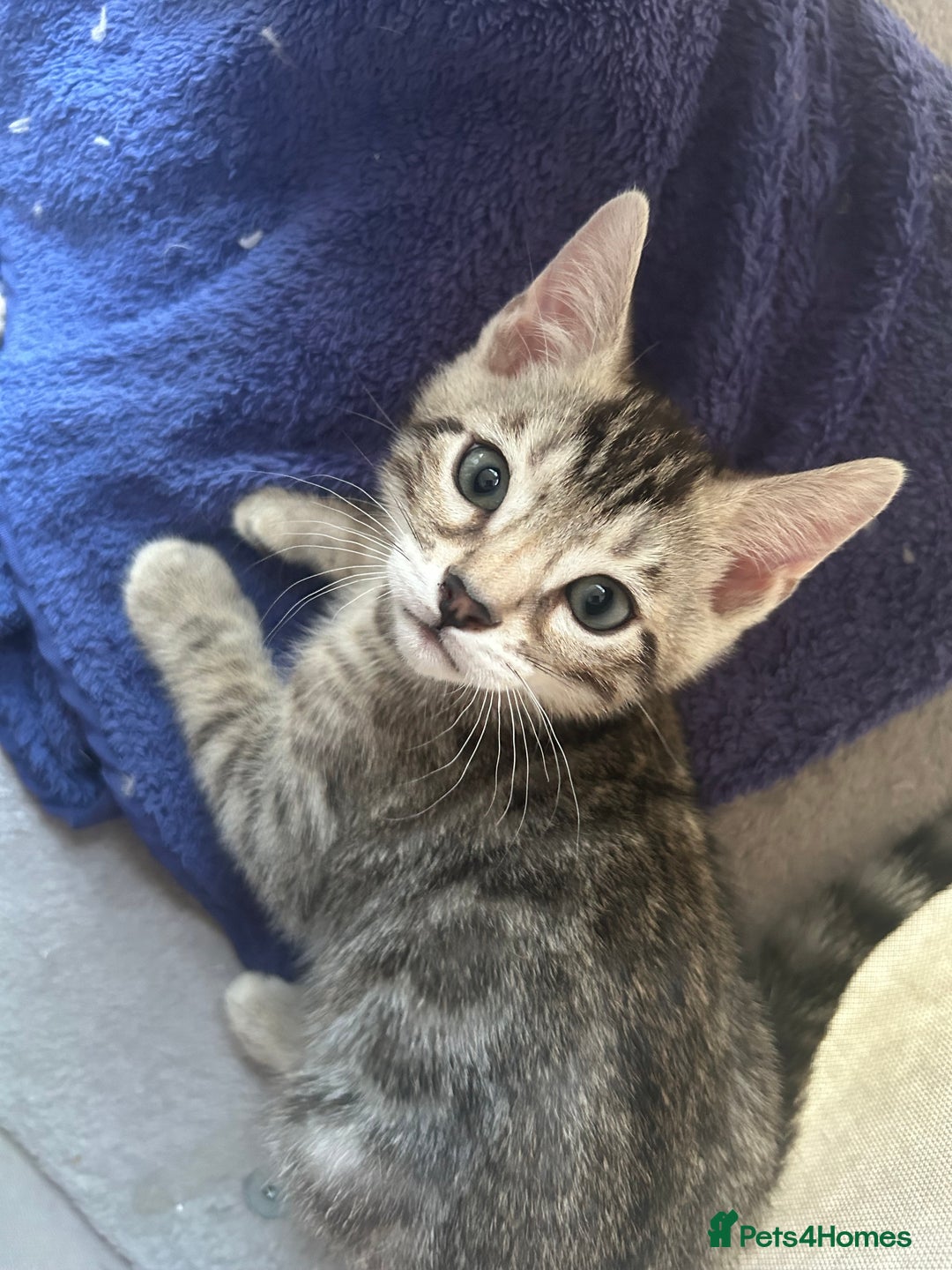 Bengal cats for sale: Bengal Kittens for Sale – Girl & Boy 🐆💛 - Image 13