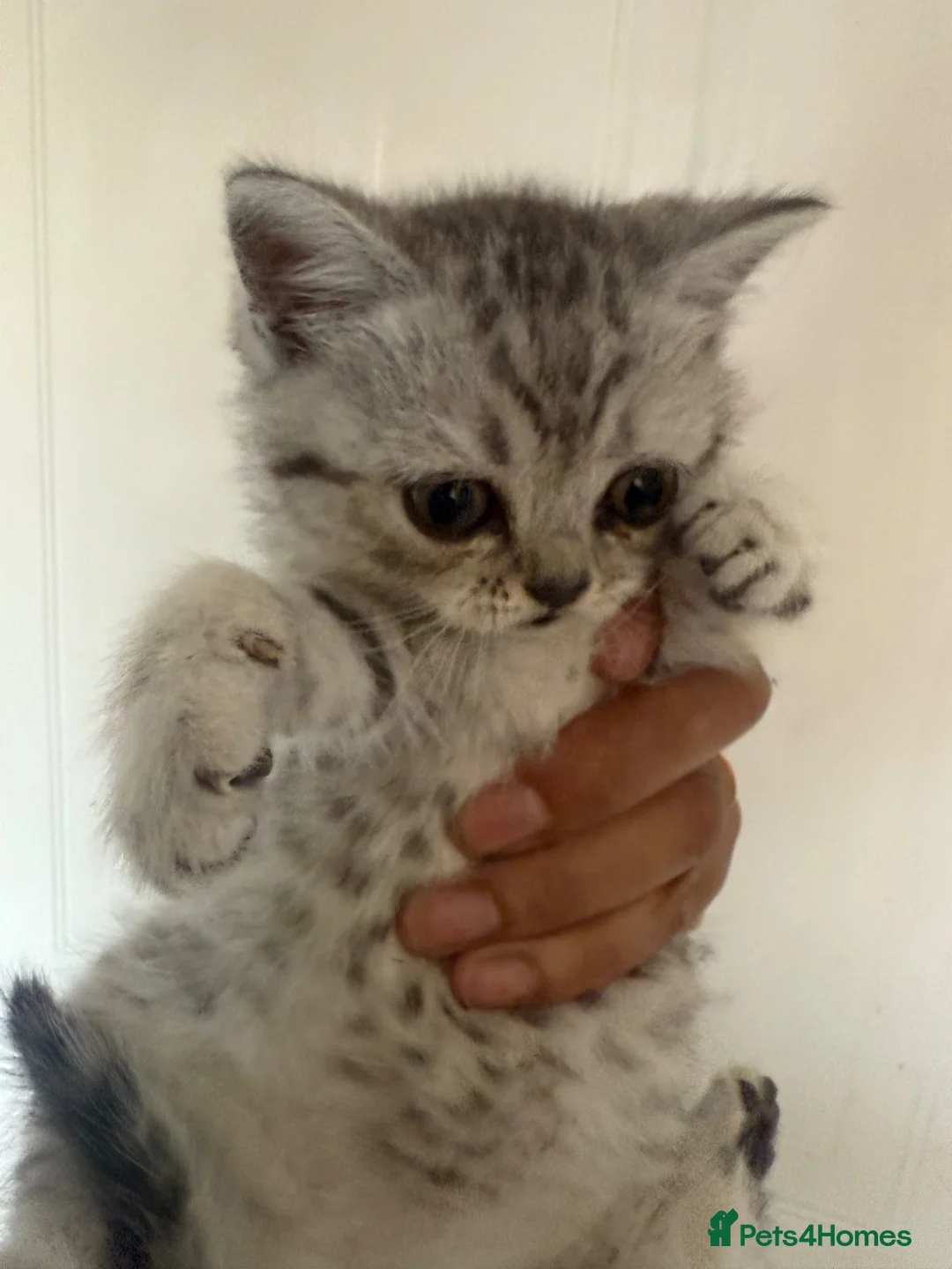 British Shorthair cats for sale: Beautiful British shorthair kittens - Advert 2