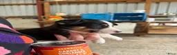 Welsh Collie dogs for sale: Adorable Mid Wales border collie puppies for sale - Advert 35