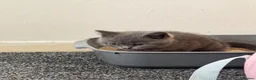 British Shorthair cats for sale: Female British Shorthair 1 left - Berkshire - Advert 7