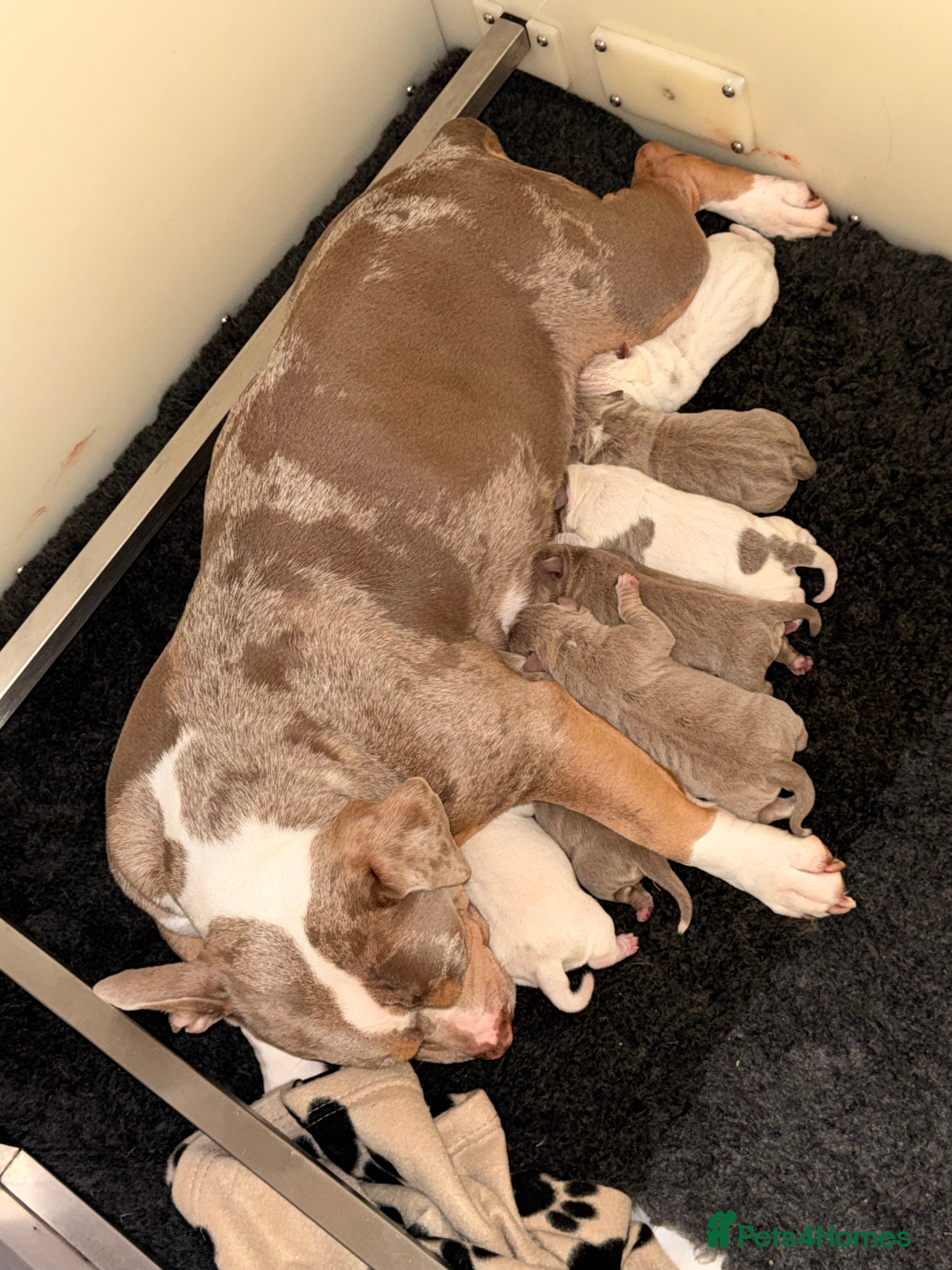 American Bully dogs POCKET BULLYS  - Advert 2