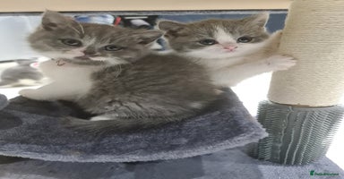 British Shorthair cats - Advert 1