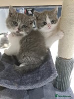 British Shorthair cats - Advert 3