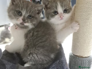 British Shorthair cats - Advert 18