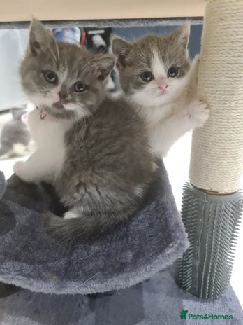 British Shorthair cats - Advert 16
