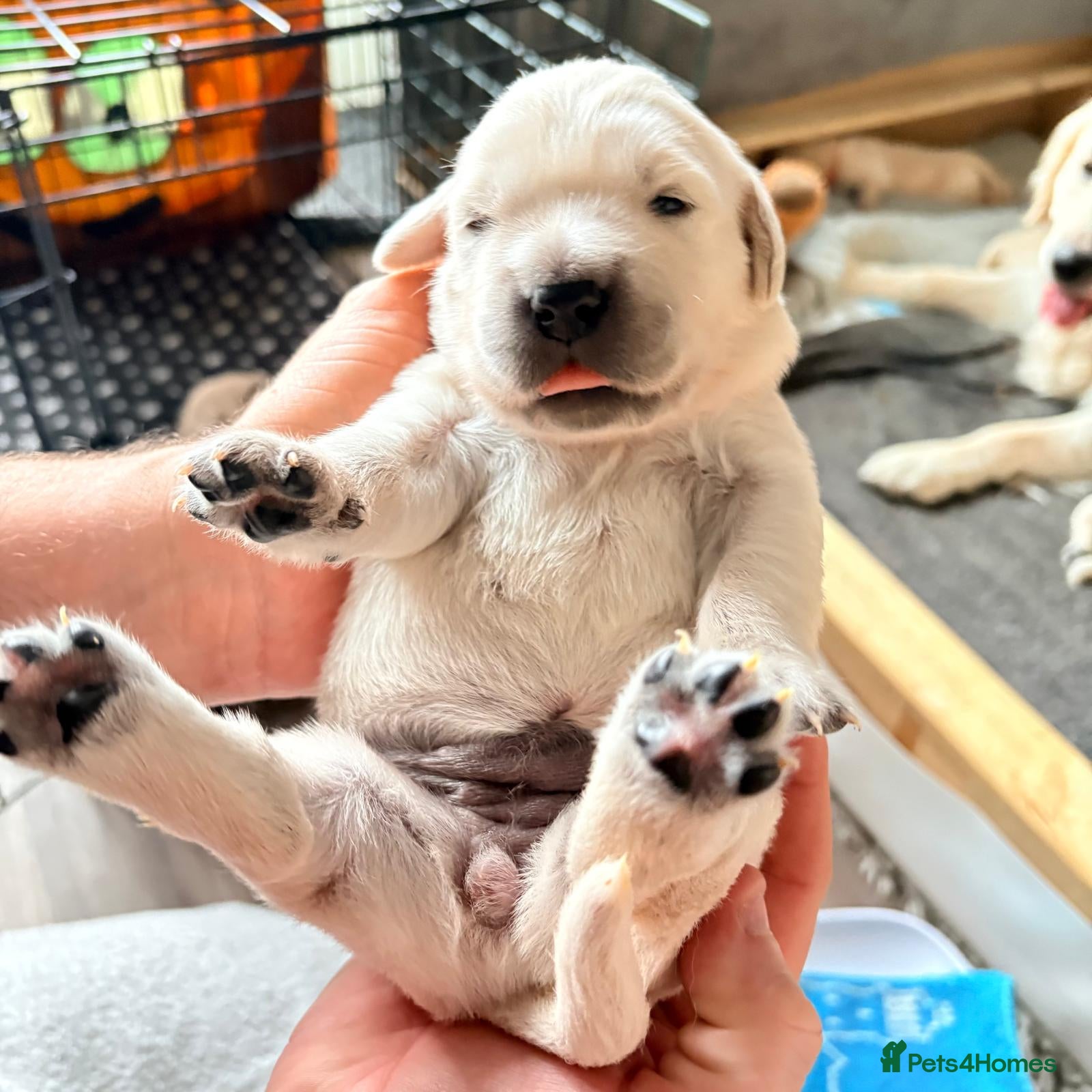 Golden Retriever dogs Beautiful litter of Cream Golden Retrievers KC reg - Advert 13