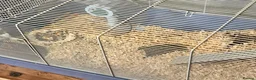 Hamster rodents for sale: Russian Dwarf Hamster in Coventry - Advert 2