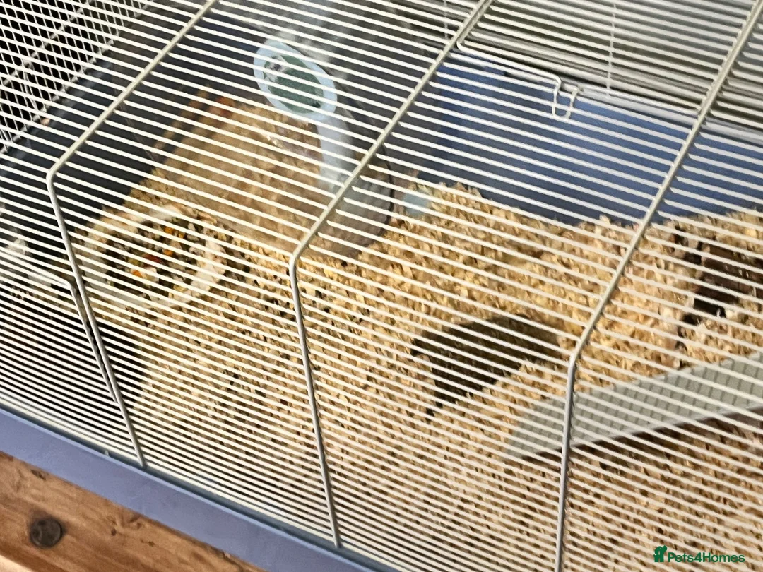 Hamster rodents for sale: Russian Dwarf Hamster in Coventry - Advert 2