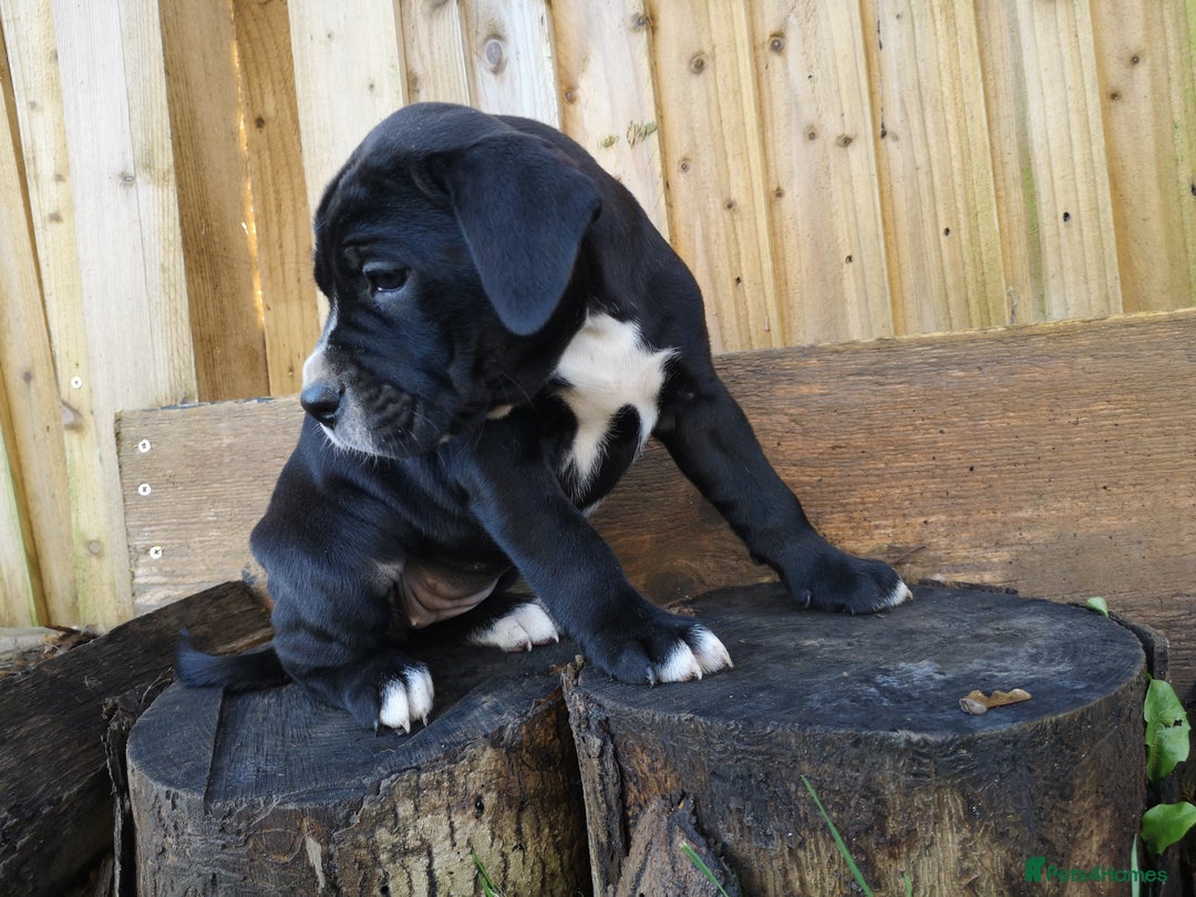Mixed Breed dogs for sale: Olde english bulldogge x cane corso puppies  - Advert 15
