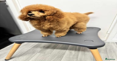 Miniature Poodle dogs - Advert 1
