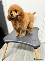 Miniature Poodle dogs - Advert 1