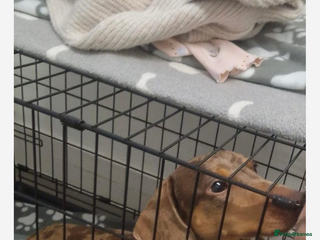 Dachshund dogs Dachshund - Advert 3