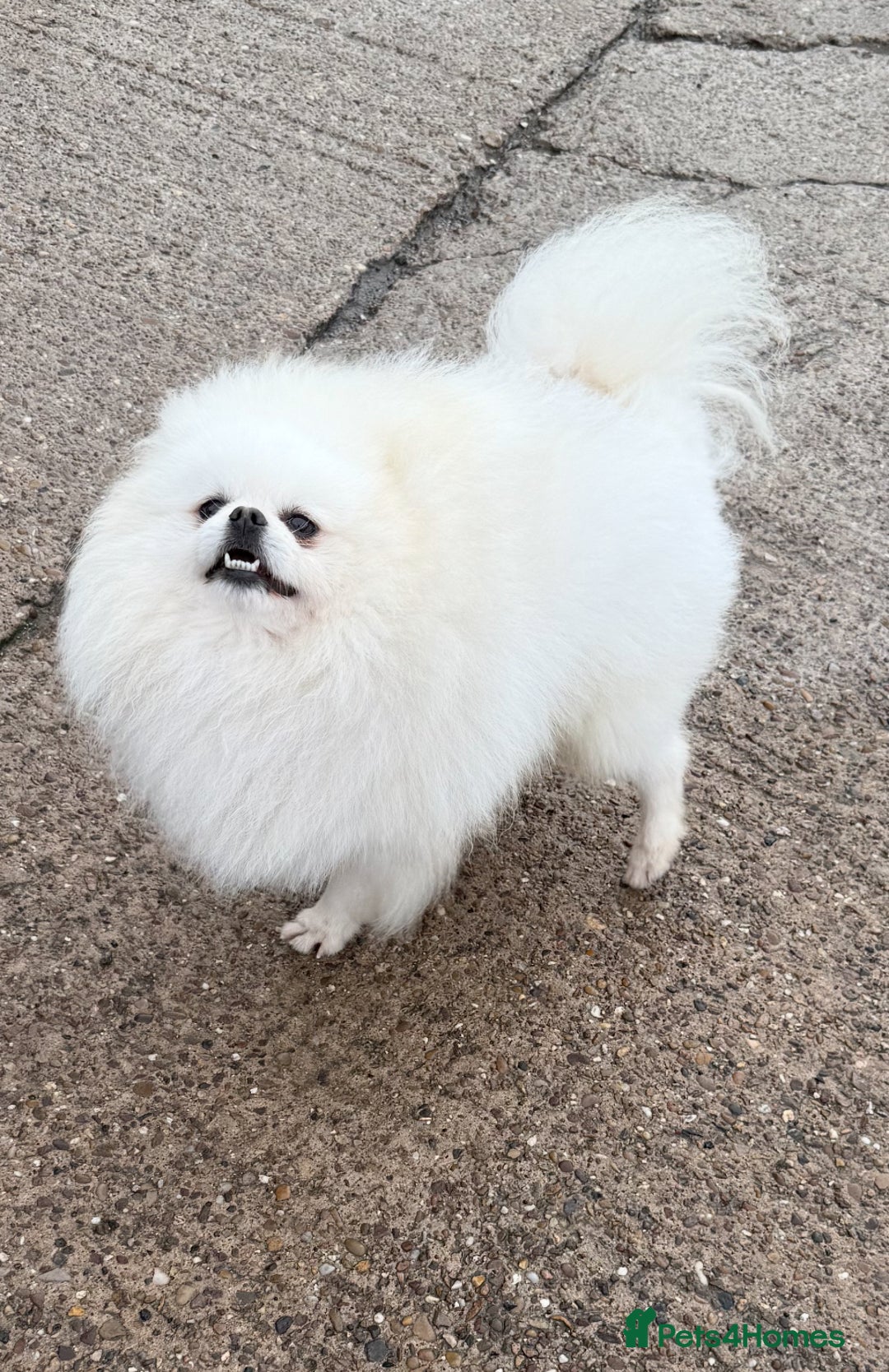 Pomeranian dogs for stud: White Boy for Stud only kc in Pontefract - Advert 3