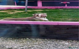 English Bulldog dogs for sale: English bulldog - Image 2
