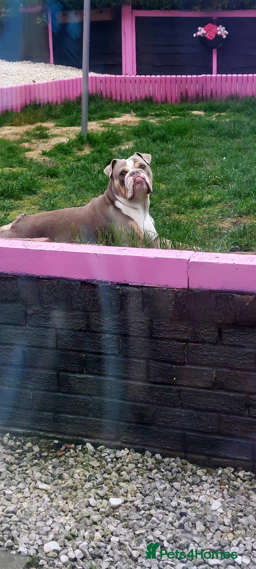 English Bulldog dogs for sale: English bulldog - Image 2