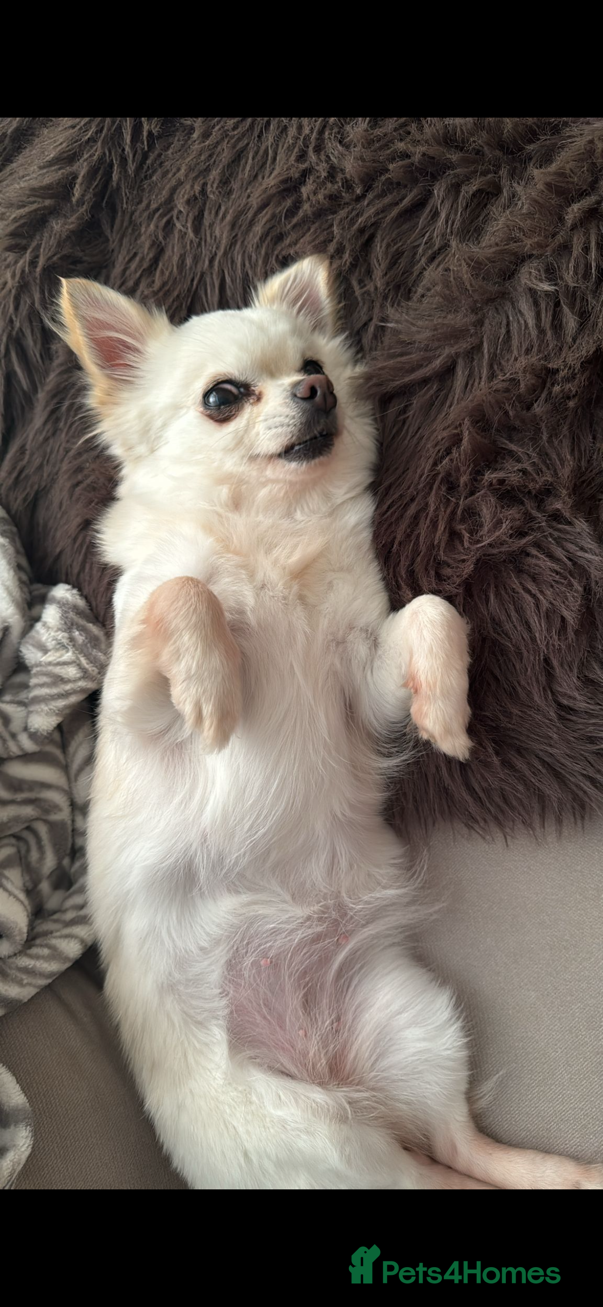 Chihuahua dogs Beautiful Chi lady  - Advert 11