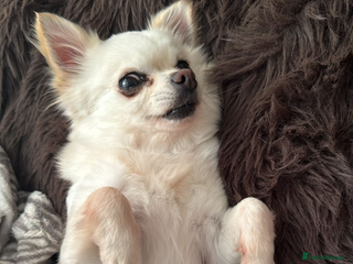 Chihuahua dogs Beautiful Chi lady - Advert 1