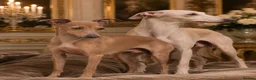 Italian Greyhound dogs for sale: KC Italian greyhounds - Advert 4