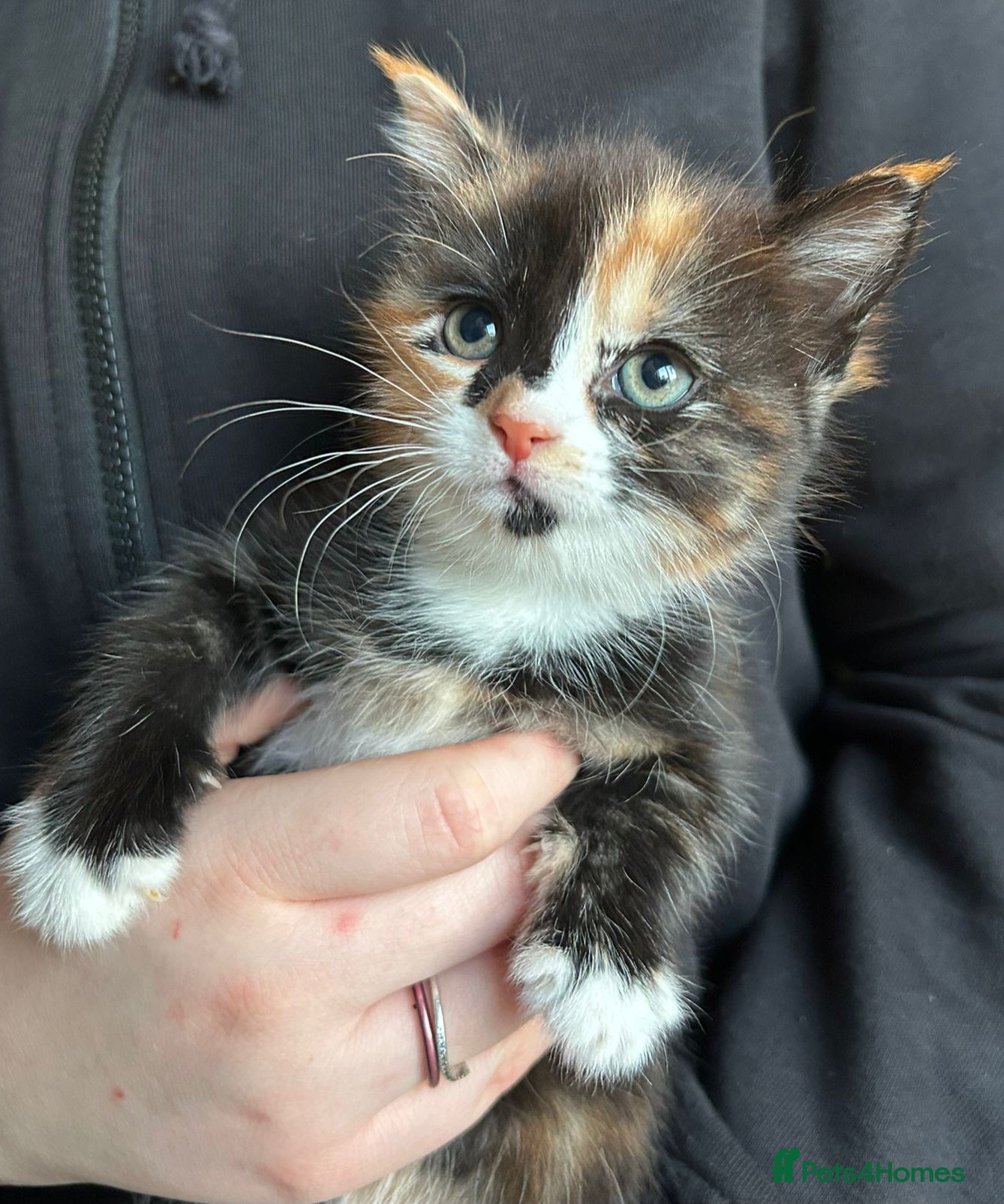 Mixed Breed cats 1 beautiful calico girl left - Advert 7