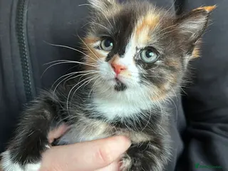 Mixed Breed cats 1 beautiful calico girl left - Advert 7