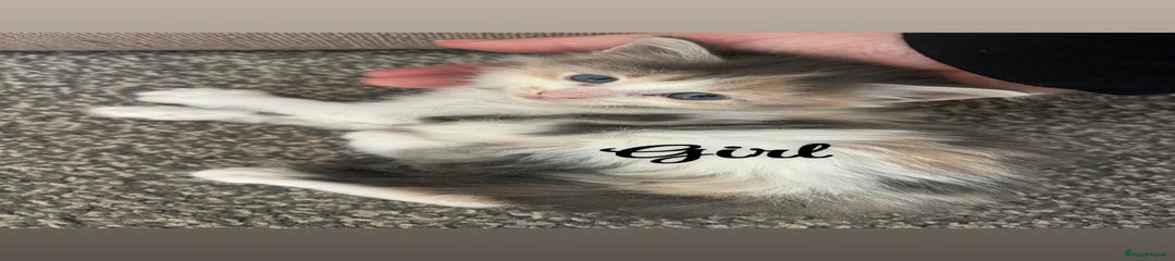 Ragdoll Kitten 3