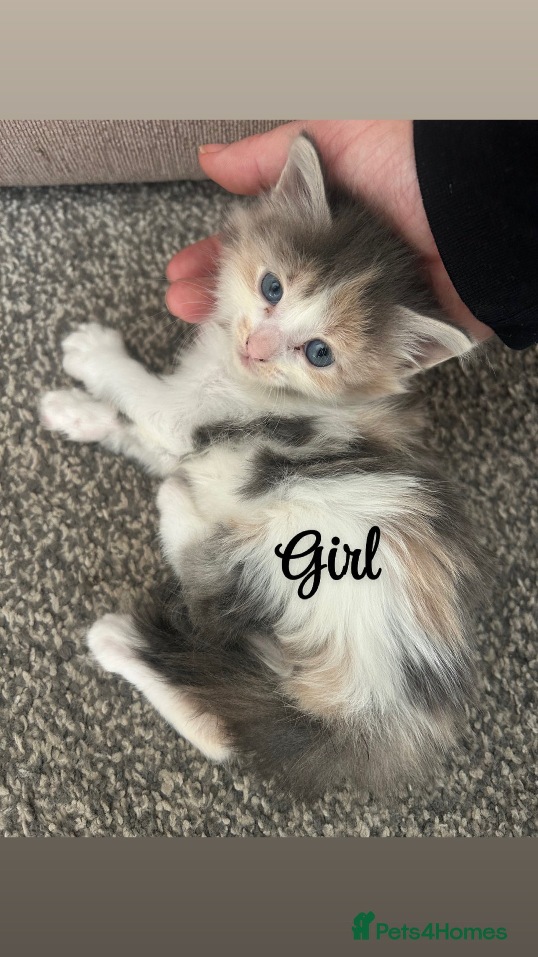 Ragdoll cats for sale: Beautiful kittens mixed colours - Image 9
