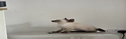 Snowshoe cats for sale: Seal Point Snowshoe kittens - two left - Advert 5