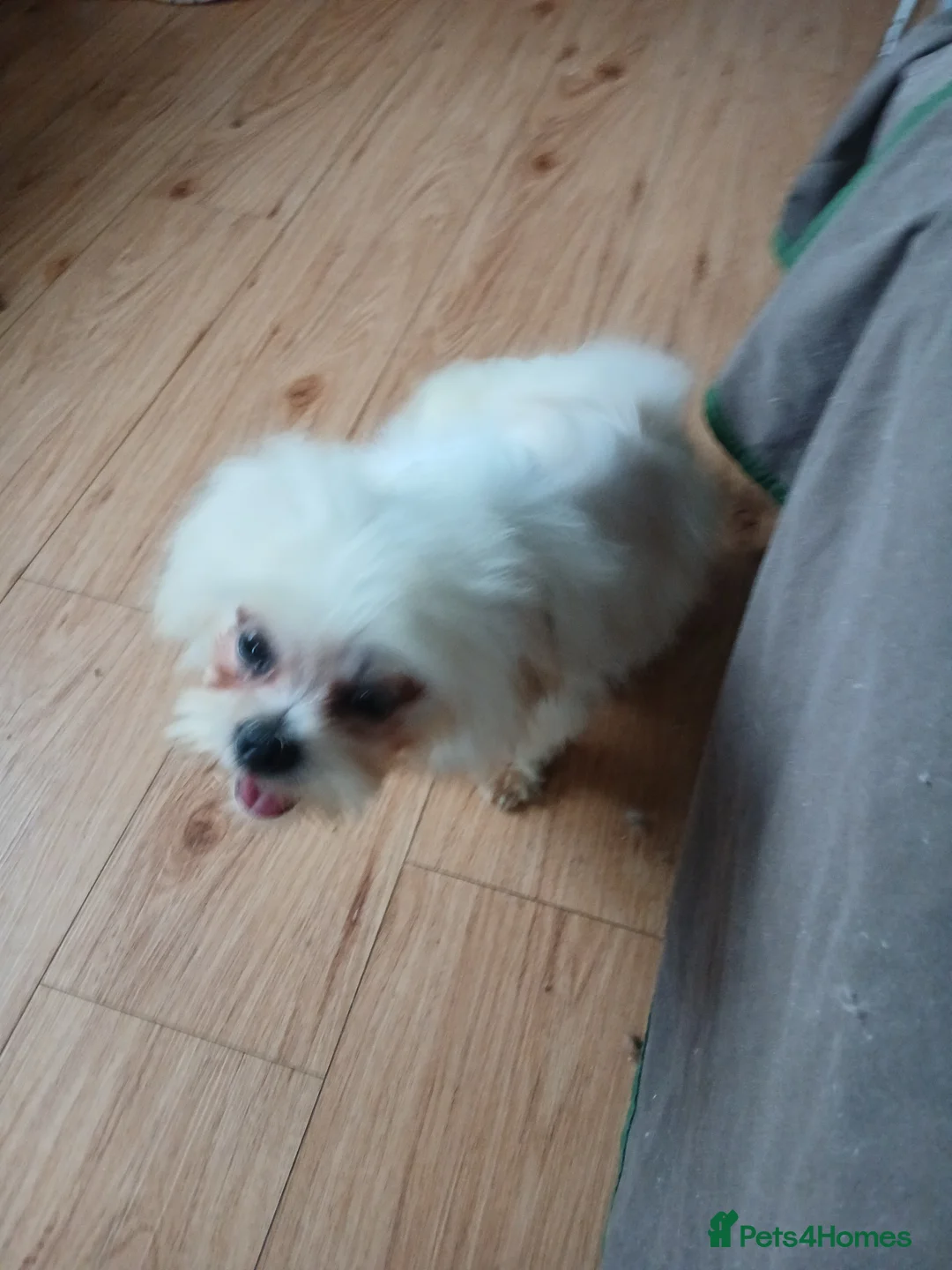 Mixed Breed dogs for sale: Beautiful little Lhasa Apso/Maltes puppies  - Advert 4