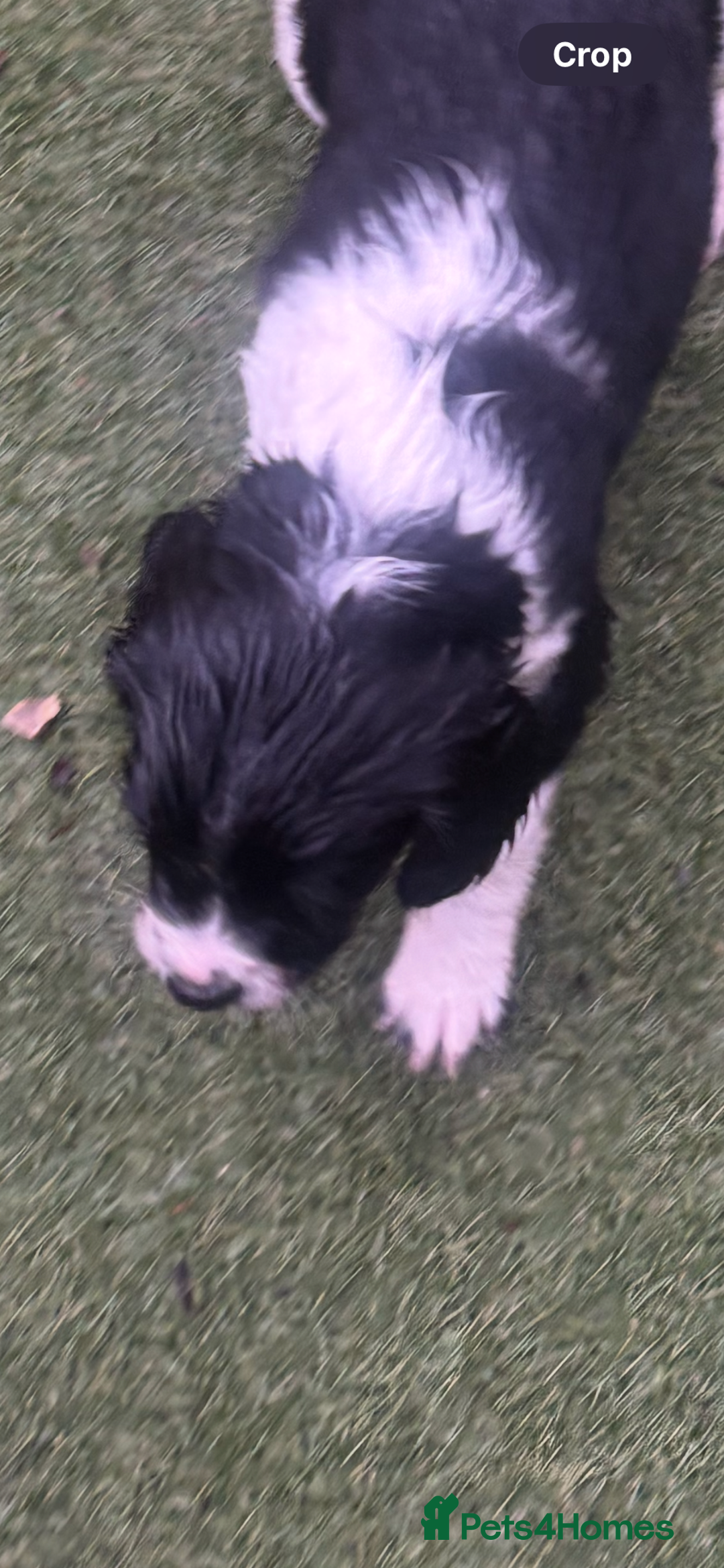 Sprocker dogs for sale: VET CHECKED HEALTHY AND READY TO LEAVE  - Advert 3