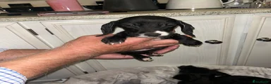 Mixed Breed 1
