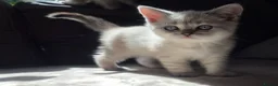 Scottish Fold cats for sale: Scottish Fold and Scottish Straight - Advert 12