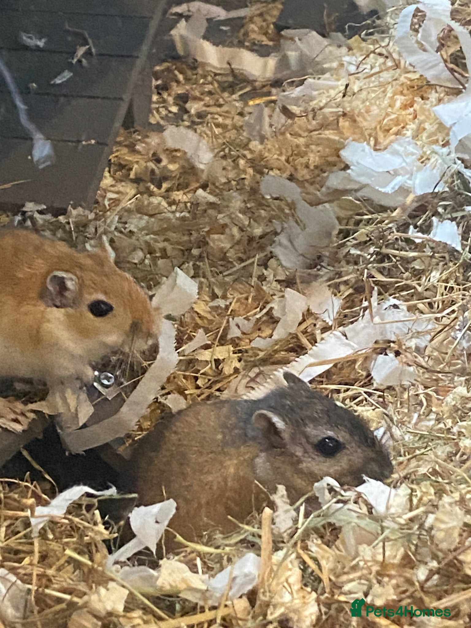 Gerbil rodents for sale: 2 female gerbils for sale  in Telford - Advert 6