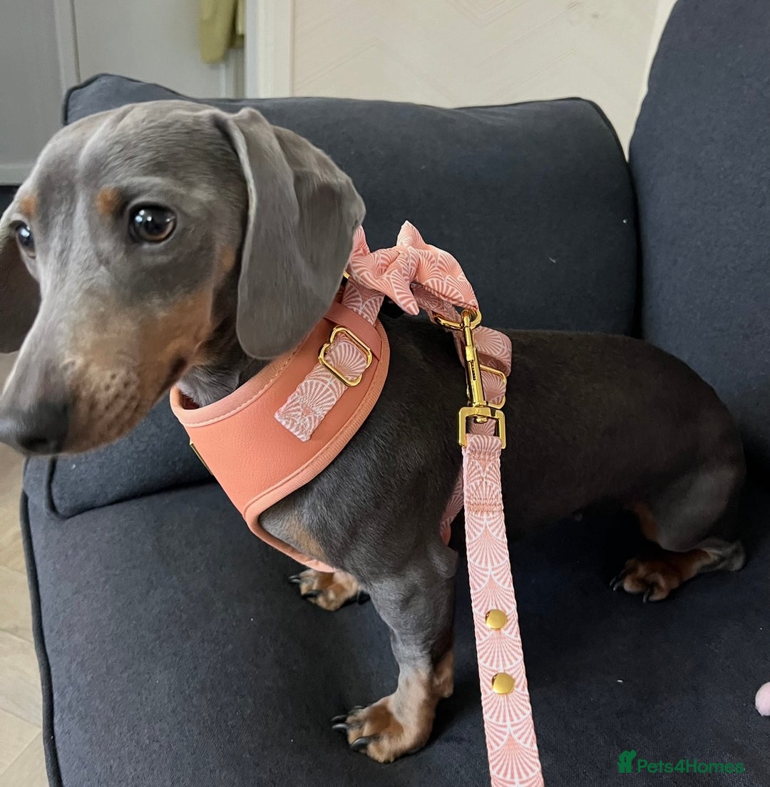 Miniature Dachshund dogs for sale: 💕 Mini Dachshund - Looking for a Forever Home 💕 - Advert 1
