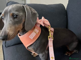 Miniature Dachshund dogs 💕 Mini Dachshund - Looking for a Forever Home 💕 - Advert 1