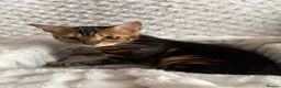 Bengal cats for sale: Bengal Tabby Mixed Breed Kittens - Advert 14