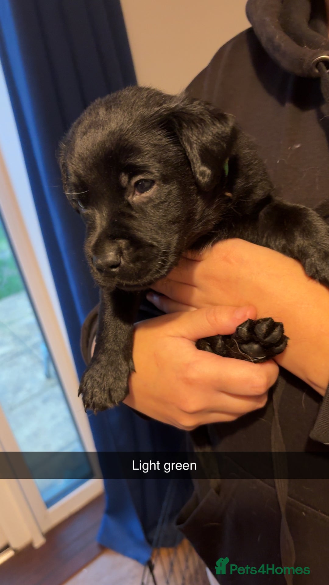 Labrador Retriever dogs for sale: Purebred Labrador  - Advert 6