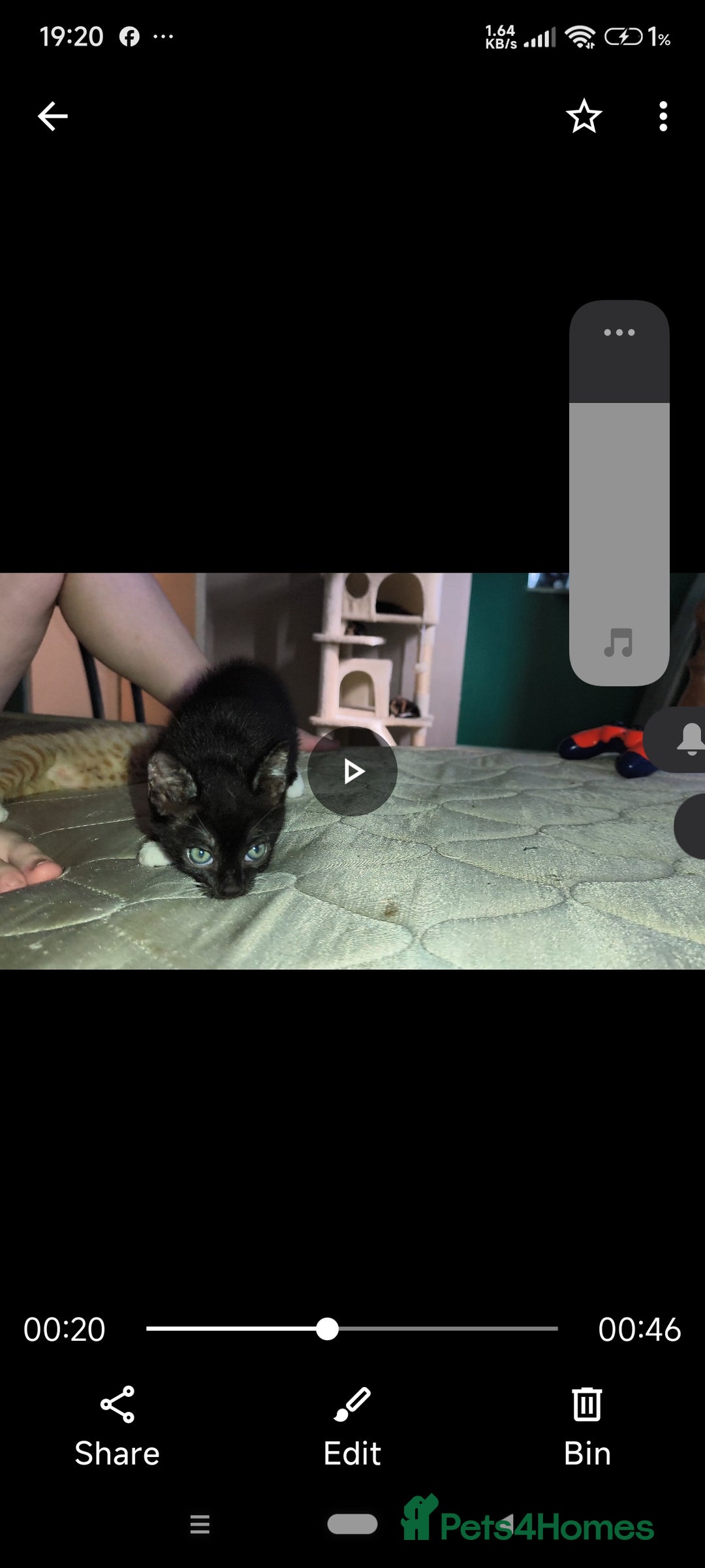 Mixed Breed cats for sale: 4 beautiful kittens - Image 16