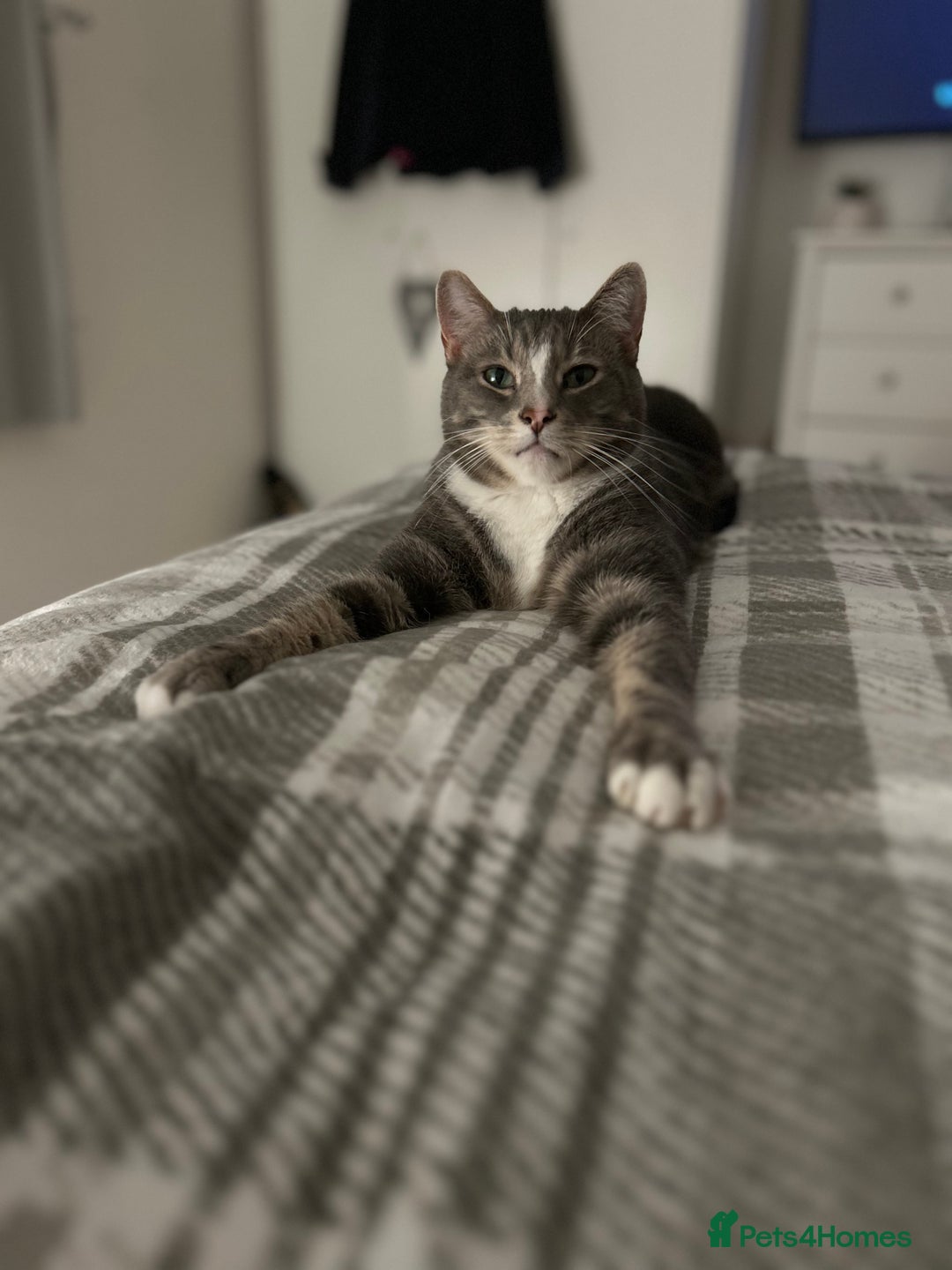 Domestic Shorthair cats for sale: 2 Male brother cats  - Image 7