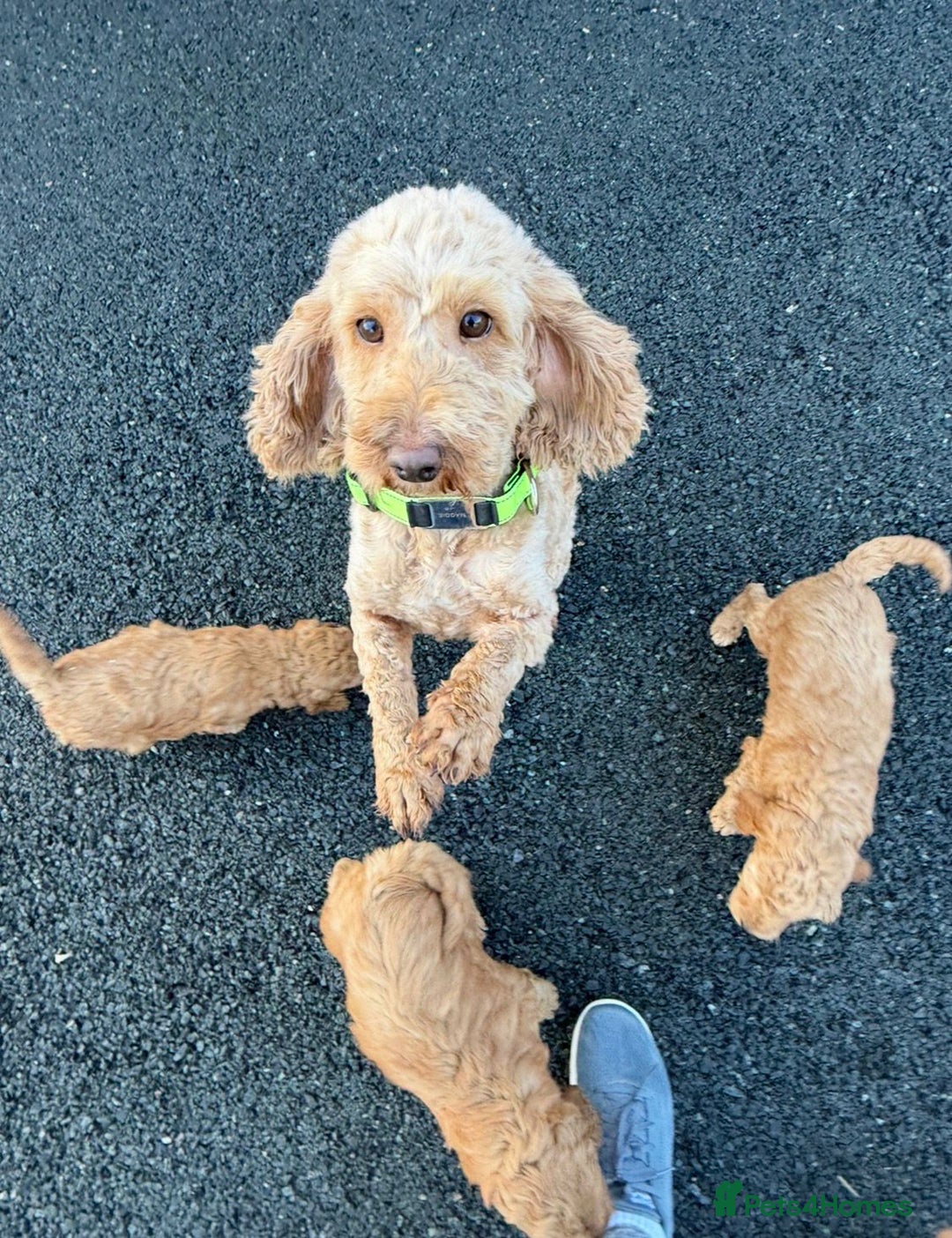 Cockapoo dogs for sale: Quality F1b Cockapoo Puppies - Advert 17