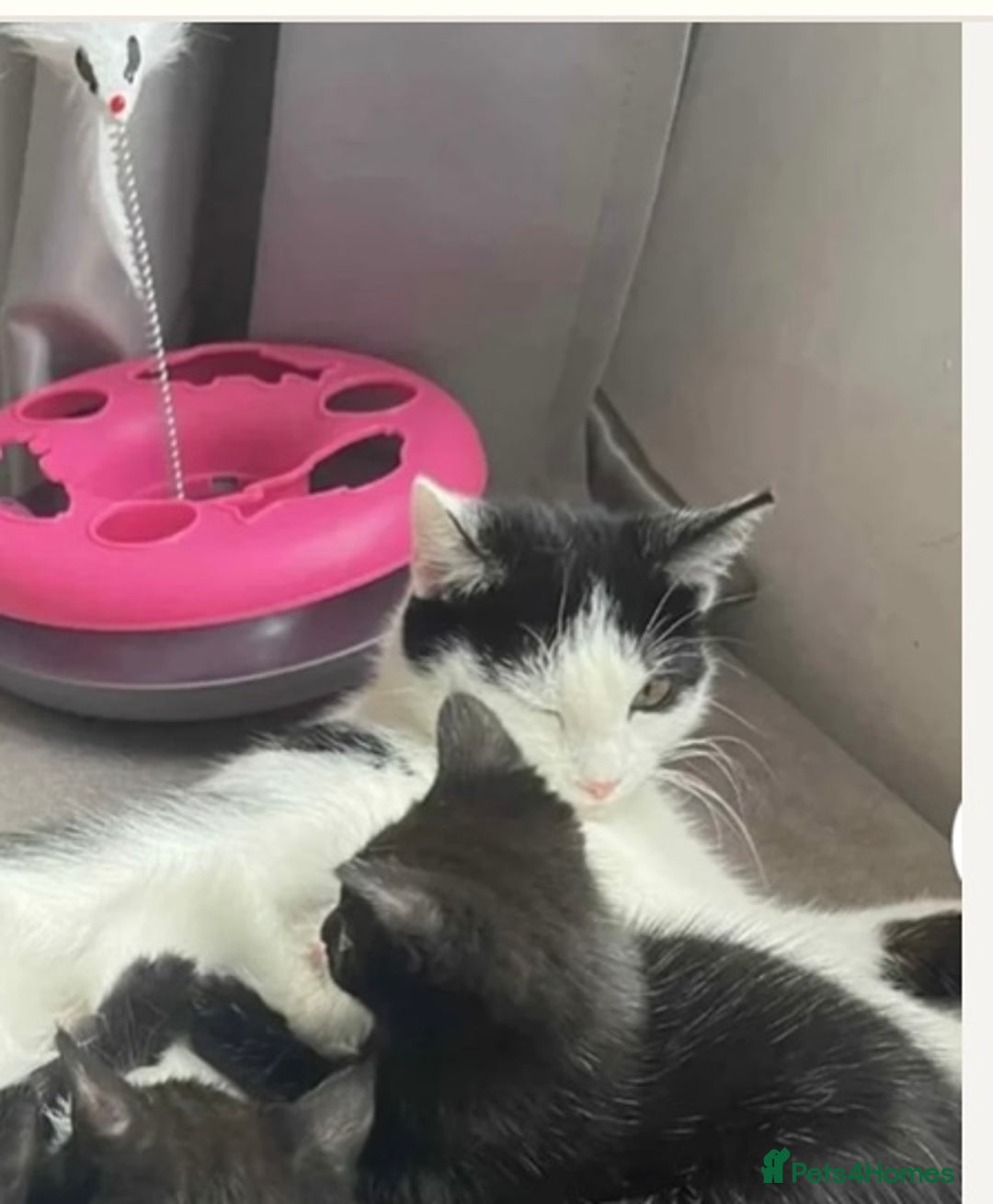 Mixed Breed cats for sale: Ready now beautiful boy chipped - Image 8