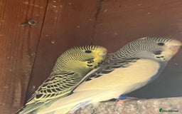 Budgerigars birds for sale: Aviary bred budgies for sale . - Image 9